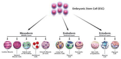 What are the stages of cell differentiation? How Do Cells Become Specialized - Pediaa.Com