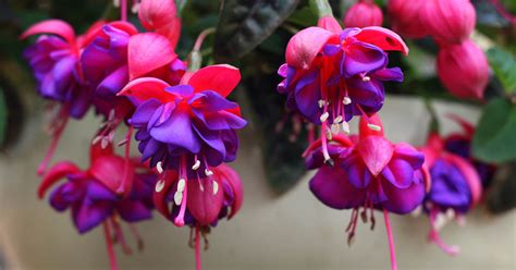 How To Grow Fuchsia As An Indoor Houseplant Make House Cool