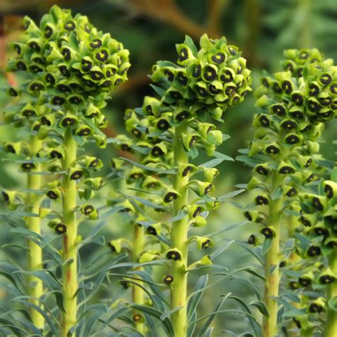 Presence of pricing data does not indicate botanical name: Euphorbia characias 'Black Pearl' Spurge Evergreen Hardy ...