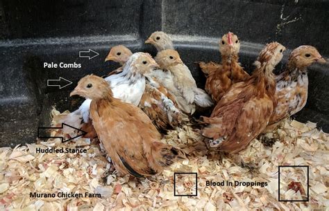 Treating Coccidiosis In Chicks Murano Chicken Farm