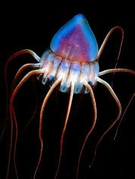 Helmet Jellyfish Deep Sea Creatures Deep Sea Life Beautiful Sea