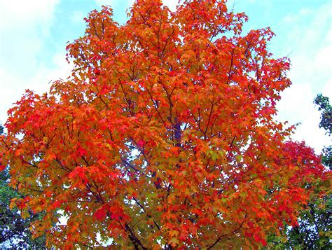 Maple Tree In Autumn Free Stock Photo Public Domain Pictures