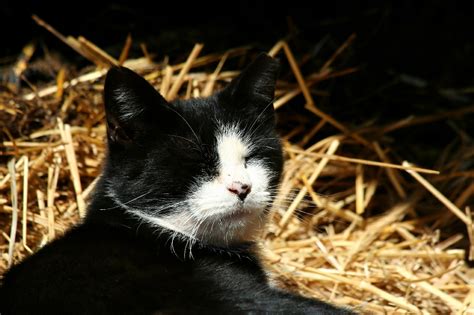 Veterinary X Ray Why You Should Consider A Barn Cat