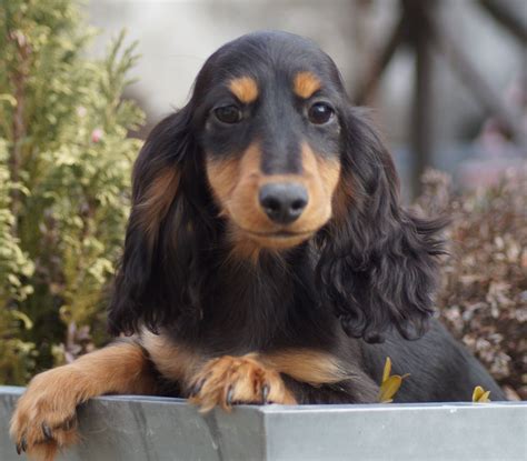 38 Cute Chiot Teckel Nain Poil Long À Donner Image 4K - fr