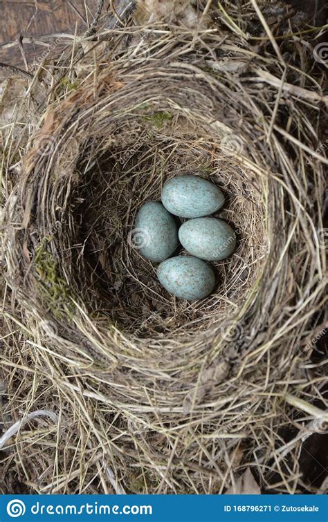 Natural Nest And Blue Eggs Of A Song Thrush In The Meadow Stock Image