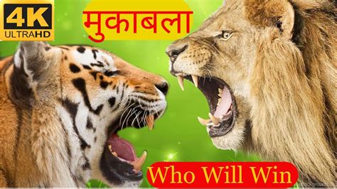 Tiger Vs Lion जंगल का असली राजा कौन है Bharatiyapashuparichay Youtube