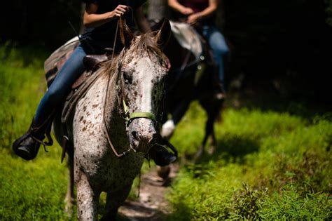 Pennsylvania Horseback Riding Stable Mountain Creek Riding Stables