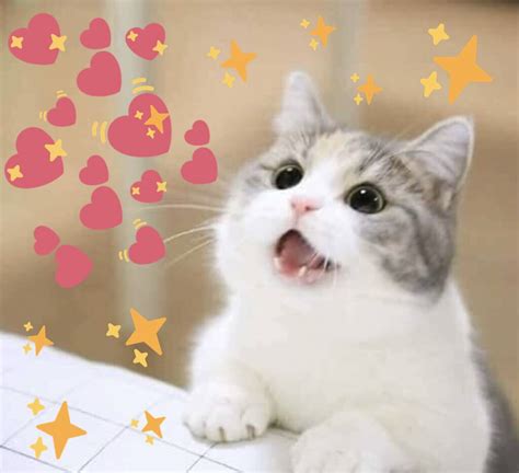 wholesome cat heart meme memes meme cute wholesome cat funny crush someone amzn
