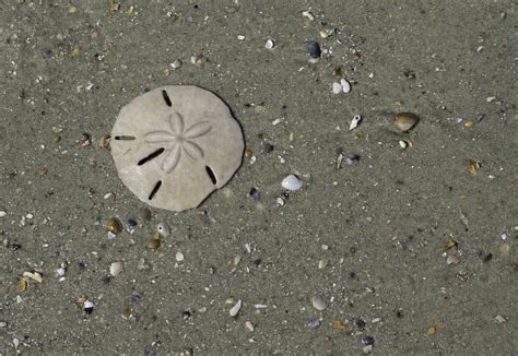 Search For Sand Dollars At Gearhart Beach A Gorgeous Destination In