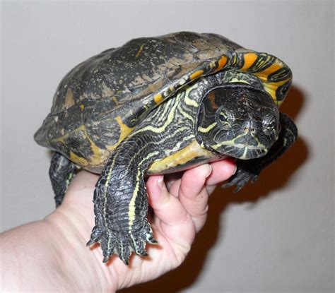 How Popular Pet Turtles Became Popular Theturtleroom