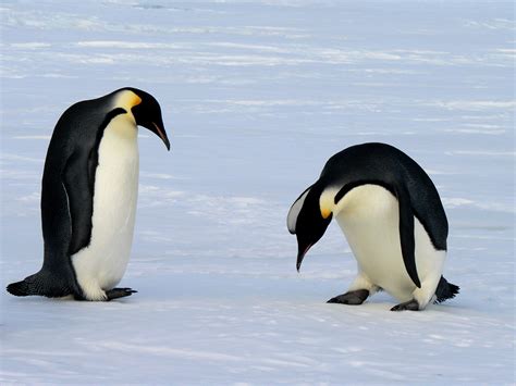 Fileemperor Penguins 2 Wikimedia Commons