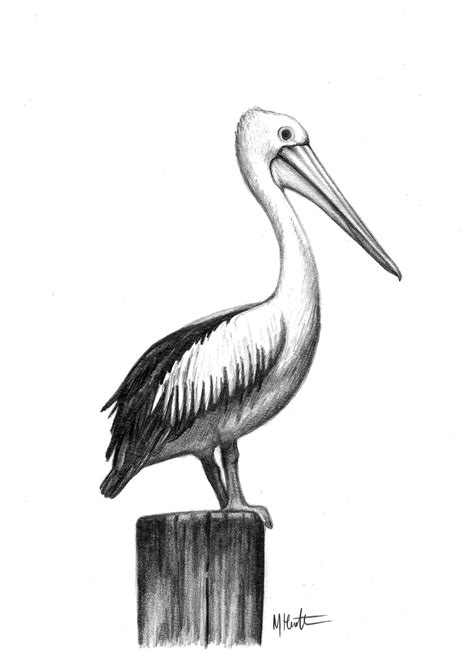pelican drawing for mum by me, max hamilton | Pelican art, Pelican