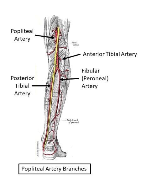Which Of These Arteries Branches To Form The Anterior Tibial And