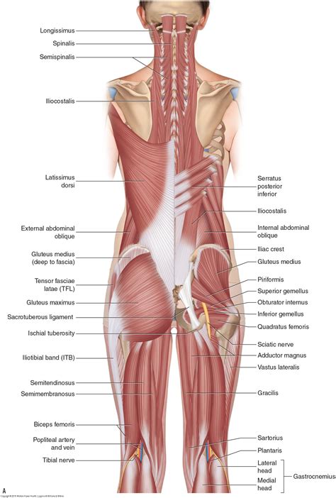 Muscles Of The Pelvis