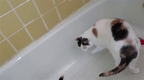 July 25th 2019 Pussy Cats Playing In The Bathtub Youtube