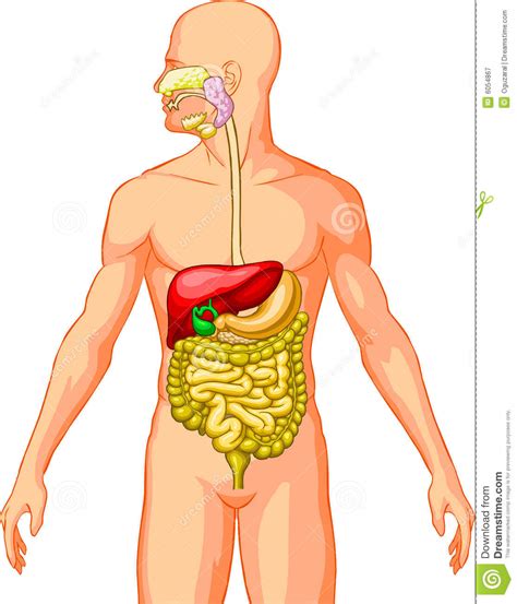 When you inhale (breathe in), air enters your lungs in addition to the lungs, your respiratory system includes the trachea (windpipe), muscles of the chest wall and diaphragm, blood vessels, and tissues. Digestive System