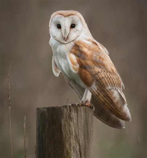 Farmers and ranchers are increasingly attracted to the barn owl's ability to control rodents better than traps, poison, or cats. A Brief Introduction to the Common Types of Owls - Bird Eden