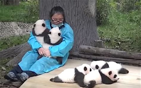 Help Wanted Professional Panda Cuddler Were Not Joking Good News