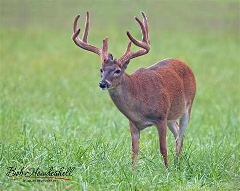Whitetail Deer Pics Canon Community