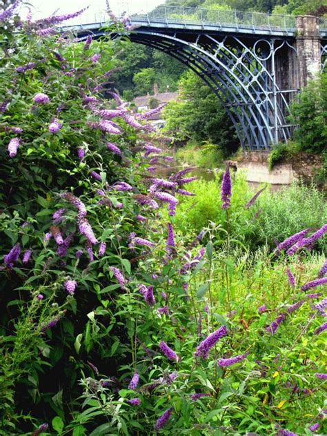 Summer flowering shrubs provide color to the landscape in the hot, dog days of summer. Summer-Flowering Shrubs | HGTV