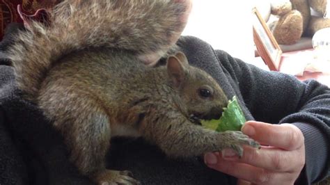 How to get a pet squirrel. Joey the Pet Squirrel - YouTube