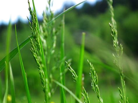 Native Or Introduced Grasseswhat Grass To Grow Texas Landowners