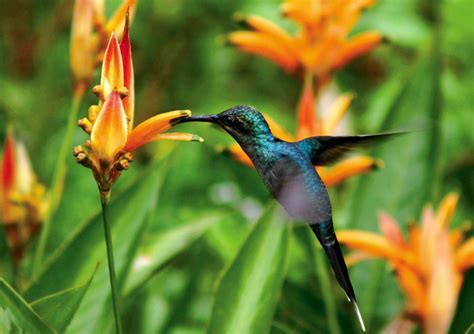 For instance, out back, we have a large trumpet vine, which attracts many hummingbirds, some butterfly bushes, which the monarchs and swallowtails cover, and some agastache, which. WSHG.NET | Gardening to Attract Hummingbirds and ...