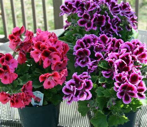 Most of the cultivated scented pelargoniums. Sun Loving Geraniums! | The Home Depot Community ...