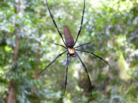 Spider Web In Australia Free Photo Download Freeimages