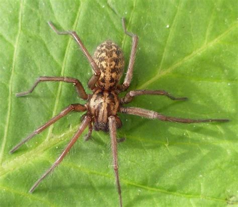 Giant House Spider Tegenaria Duellica Naturespot