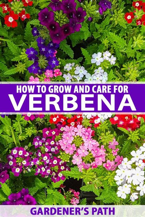 How To Grow And Care For Verbena Gardeners Path Verbena Beautiful
