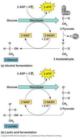 General equation of cellular respiration. Cellular Respiration and Fermentation - AP Bio review site