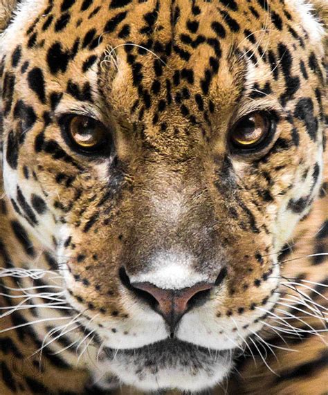 In Jaguar Eyes by OrangeRoom on DeviantArt