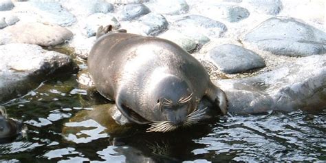 Baikal Seal The Animal Facts Appearance Diet Habitat Behavior