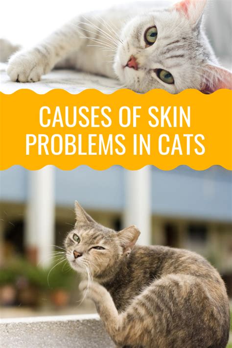 Causes Of Skin Problems In Cats Cat Skin Problems Cat Skin Cats