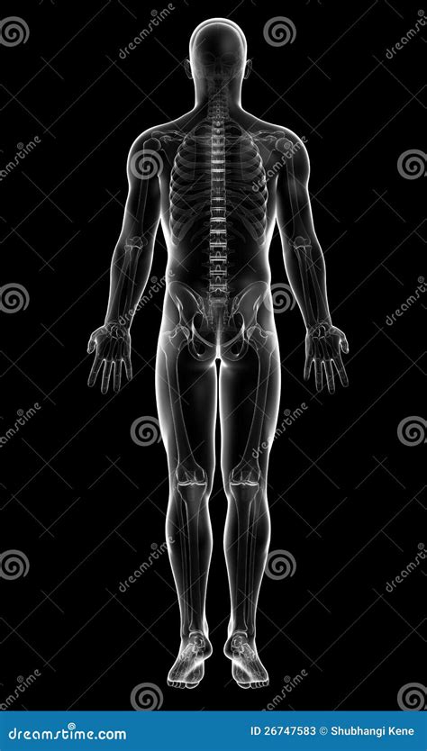 X Ray Of Human Skeleton In Gray Stock Illustration Illustration Of