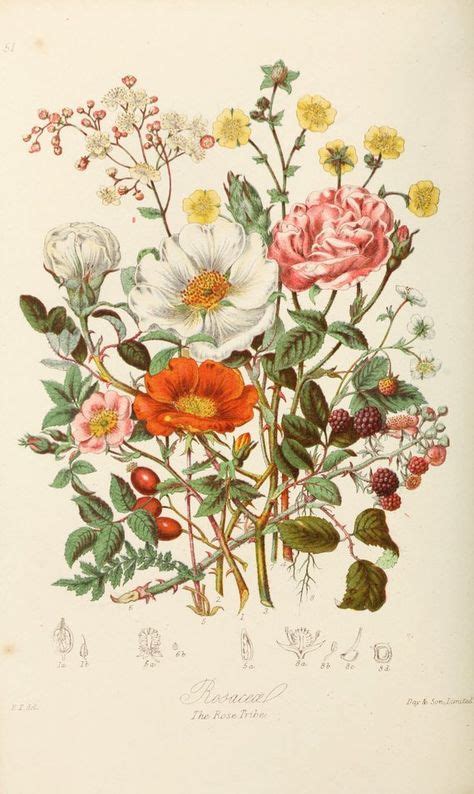 Wildflower Art Botanical Illustration Vintage Botanical Print Flower