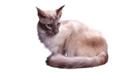 The Javanese Cat Information About This Cat Breed