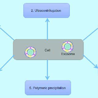 Overview Of The Various Methods Of Exosome Isolation And Purification