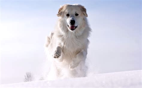 White Snow Dog Runing Wallpapers Hd Desktop And Mobile Backgrounds