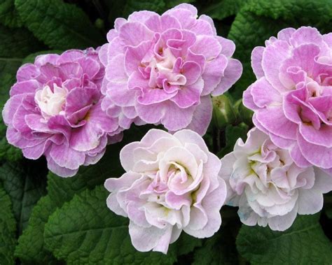 The 10 Best Types Of Primrose Flowers For Your Garden Diy Garden Shade