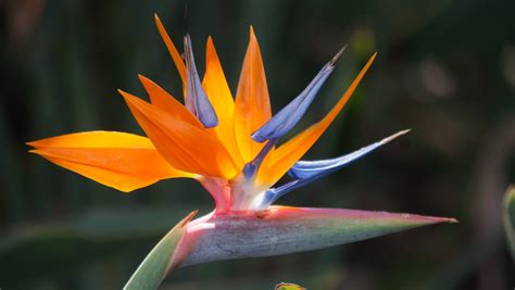 Buy HAWAIIAN Bird of Paradise---10 ---Comes with the Hawaii Seal of