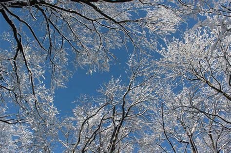 Free Picture Snow Branch Cold Winter Frost Tree Blue Sky Wood