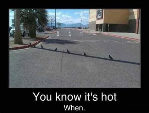 Texas Heat Hot Weather Humor Funny Pictures Funny Jokes