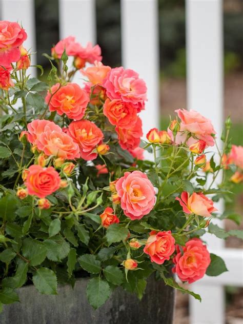 31 Flowering Shrubs For Year Round Color Flowering Shrubs Garden