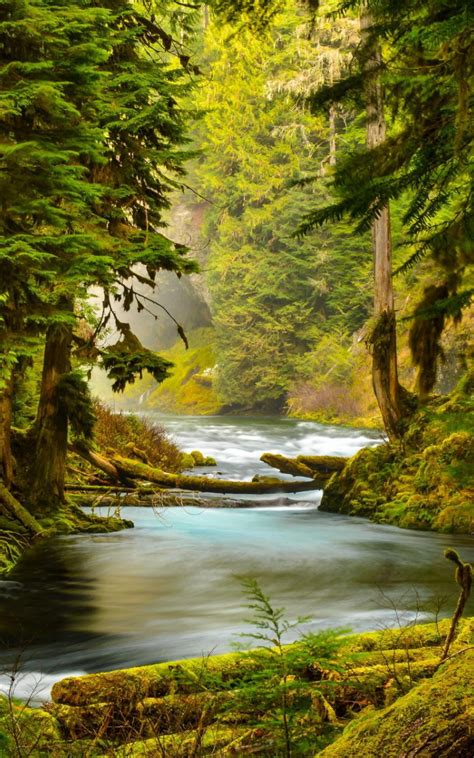 Free Download Oregon Forest River Nature Trees Stones Moss Wallpaper