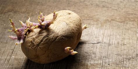 Peut On Manger Une Pomme De Terre Germée - Peut-on manger des pommes de terre germées?