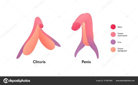 Reproductive System Infographic Poster Vector Flat Medical Illustration Female Clitoris Vector