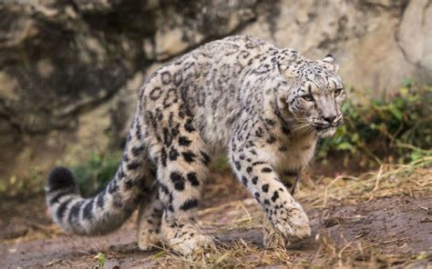 Snow Leopards Change Spots No Longer Endangered Rnz News