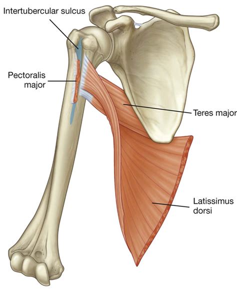 Intertubercular Sulcus